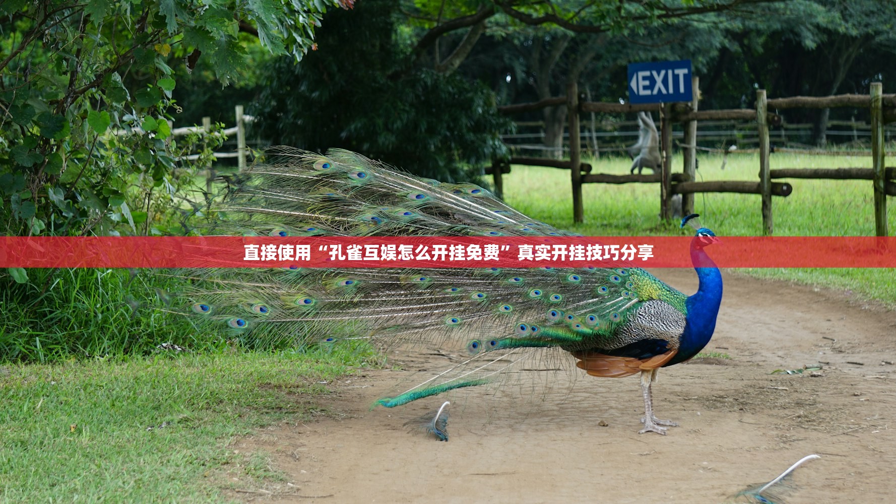 直接使用“孔雀互娱怎么开挂免费”真实开挂技巧分享